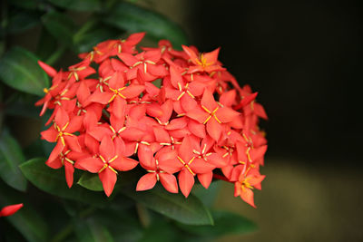 Close-up of red flowers