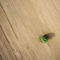 High angle view of plant on wooden floor