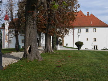 Trees on lawn with buildings in background