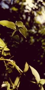 Close-up of green leaves on plant