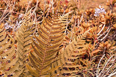 Plant autumn background with dry fern leaves close-up in ginger tones, fall season,   botanical