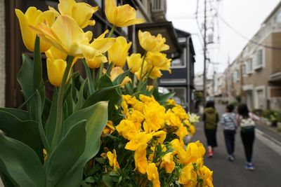 Close-up of yellow flowers for sale