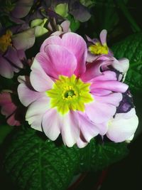 Close-up of pink flower blooming outdoors