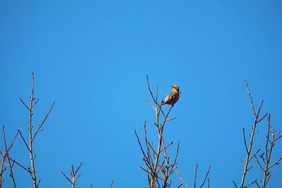 Low angle view of bird perching on bare tree against clear blue sky