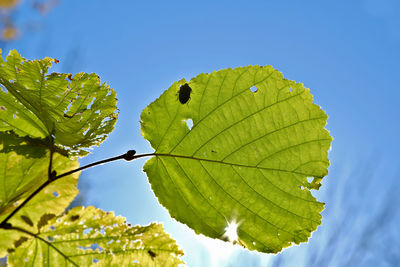 Close-up of green leaves on plant against sky