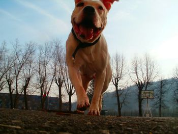 Dog at park against sky