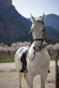 A white horse with a background of blossom trees and mountains 