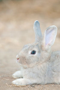 High angle view of rabbit on field