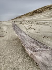 Surface level of driftwood on sand