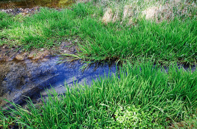 High angle view of grass growing in field