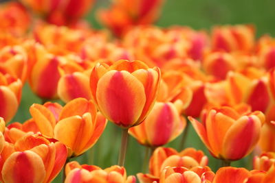 Close-up of orange tulips on field