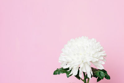 Close-up of pink flower against white background