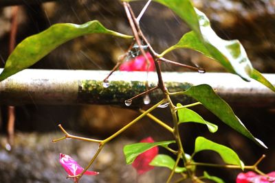 Close-up of leaves