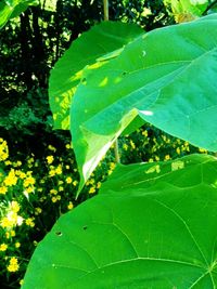 Close-up of green plant