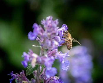 Close-up of bee pollinating on purple flower