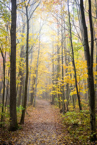 Footpath amidst trees in forest during autumn