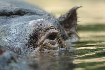 Close-up of hippopotamus in lake