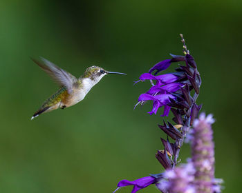 Butterfly pollinating on purple flower