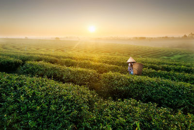 Farmer wearing asian style conical hat working on agricultural field against sky during sunset