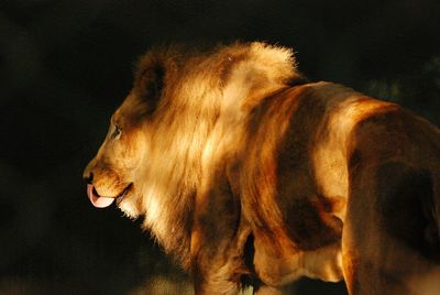 Lion sticking out tongue on field