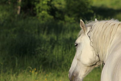 Horse grazing on grassy field