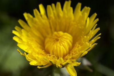 Close-up of yellow flower