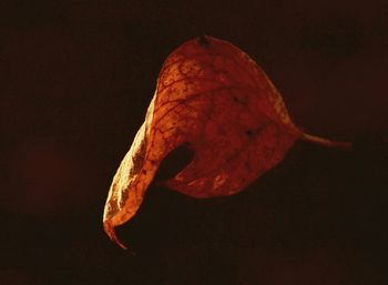 Close-up of black background