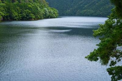 Scenic view of river in forest