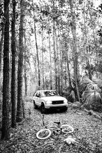 Car in forest