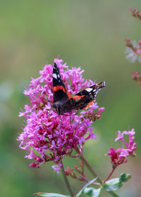 Close-up of butterfly pollinating on pink flower red admiral butterfly 