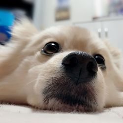 Close-up portrait of dog