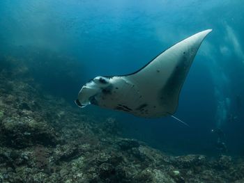 Stingray swimming in sea