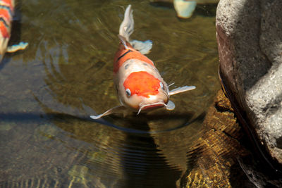 High angle view of fish swimming in lake