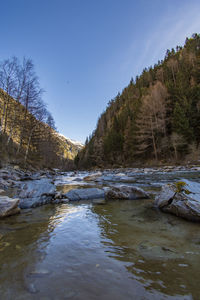 Scenic view of river amidst trees against sky