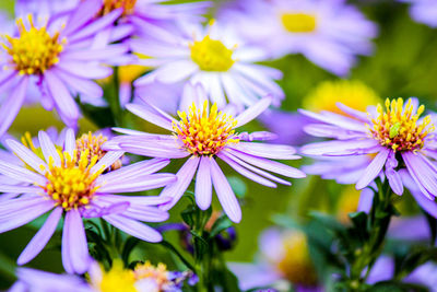 Close-up of purple flowering plants