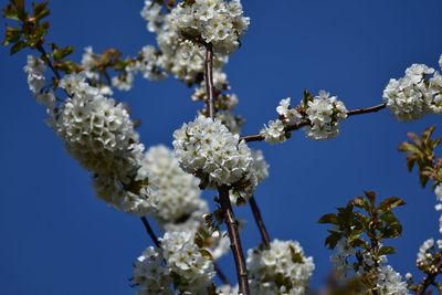 Low angle view of cherry blossoms against blue sky