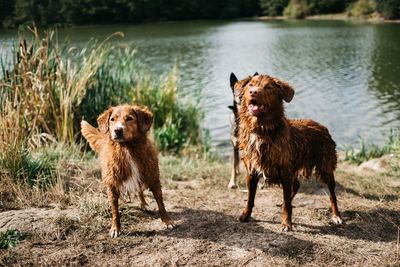Portrait of dog standing in water