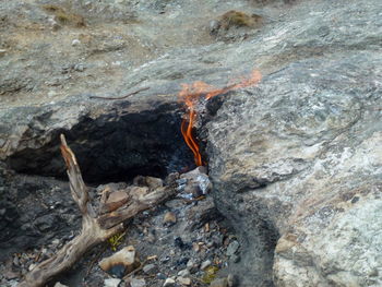 Close-up of lizard on rock