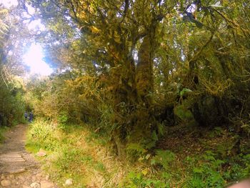 Trees in forest