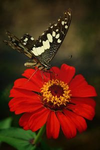 Close-up of butterfly pollinating on flower