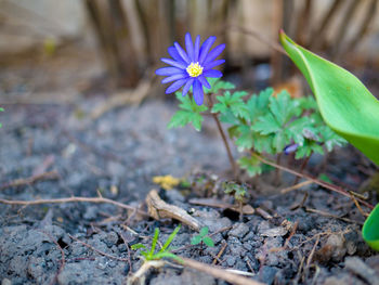 Close-up of purple flowering plant on field