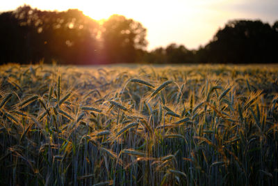 Scenic shot of wheat field against sky