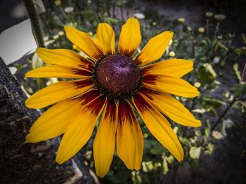 Close-up of fresh yellow flower blooming in garden