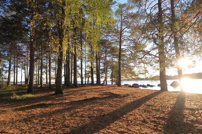 Trees in forest during autumn