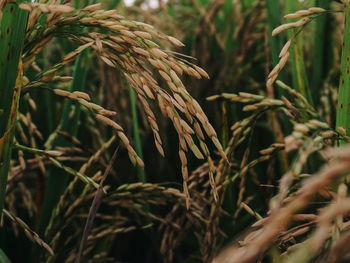 Close-up of crops growing on field