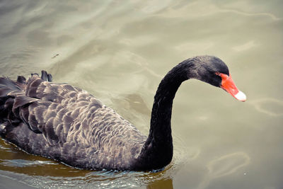 Swan swimming in lake