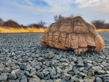 Close-up of a turtle on the ground