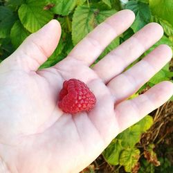 Close-up of strawberries