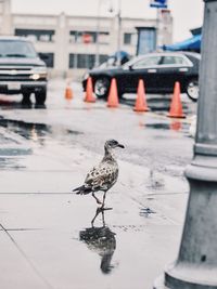 Bird perching on puddle