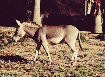 Goat grazing on field